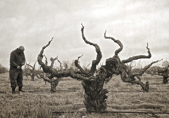 Old Vines