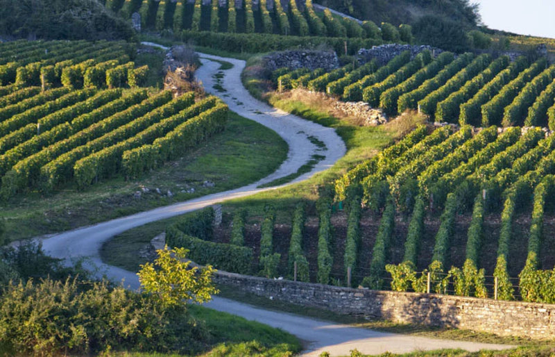 Domaine Amiot Guy et Fils