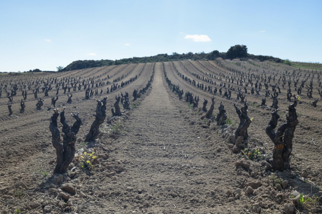 Bodegas Hermanonos Frías del Val