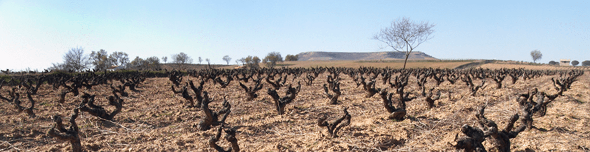 Bodegas Lambuena